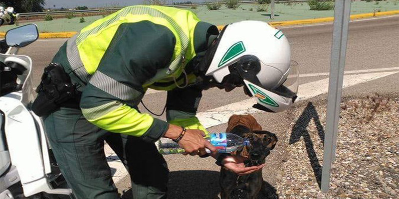 Un Guardia Civil ofrece agua de su botella a un perro moribundo y conmociona las redes y a sus jefes