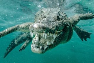 Un turista canadiense fallece tras ser atacado por un animal 'misterioso' en una playa de M&eacute;xico