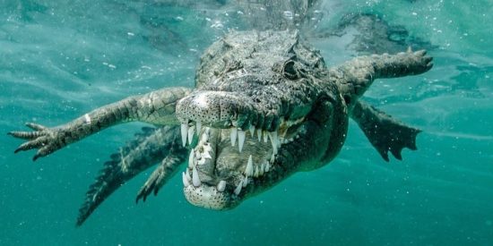 &iexcl;Avistan un cocodrilo en una playa de Tarragona!