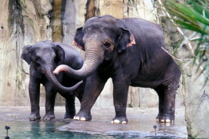 La manda de elefantes es arrastrada por la corriente del r&iacute;o