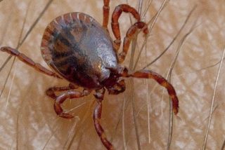 &iquest;Sabes por qu&eacute; la picadura de una garrapata puede producir alergia a la carne roja?