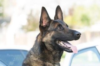 Muere este perro policía en el interior del coche patrulla a causa de un golpe de calor