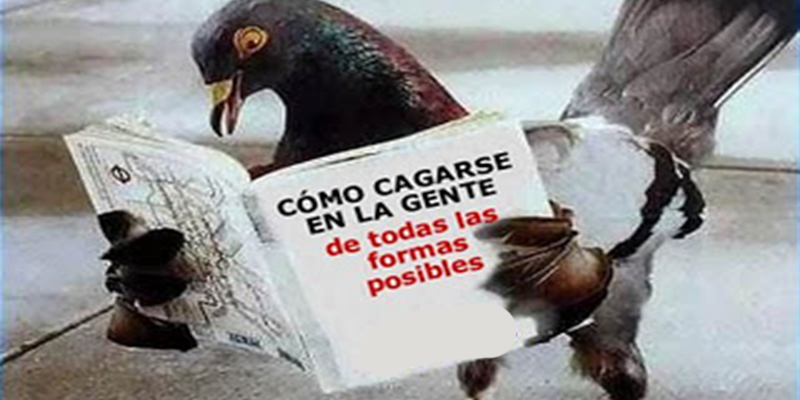 Indemnizan con 28.000 libras a un pasajero después de resbalarse con excrementos de paloma en la estación de Londres