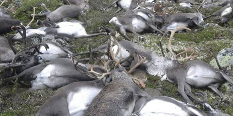 Más de 200 renos en Noruega aparecen muertos de hambre y los científicos responsabilizan al cambio climático