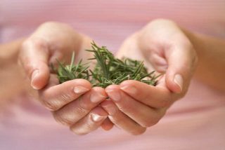 &iquest;Conoces todas las propiedades del t&eacute; de romero?