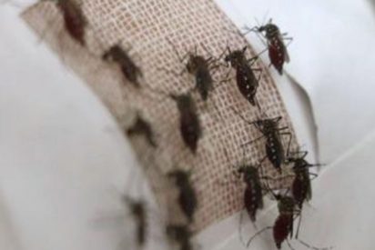 Ropa con grafeno, la novedosa soluci&oacute;n contra la picadura de mosquitos