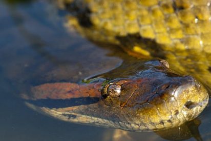 Buceadores brasile&ntilde;os quedan estupefactos al grabar una monstruosa anaconda en el fondo de un r&iacute;o