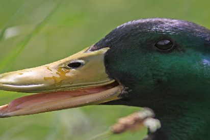 Un pato "burl&oacute;n" desconcierta a unos caminantes con su contagiosa "carcajada semihumana"