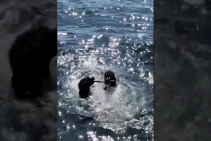 Dos perros no se aclaran en la dirección en la que deben nadar para devolver el palito a sus "sádicos" propietarios