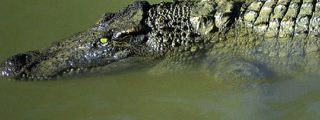 Duelo a muerte de reptiles entre un caimán y una anaconda por una cuestión de "lindes"