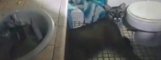 Un puma se toma un momento de "relax" en el cuarto de baño de una casa ante la mirada atónita de sus inquilinos