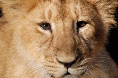 As&iacute; fue la incre&iacute;ble reacci&oacute;n de un le&oacute;n al encontrarse con su cachorro por primera vez