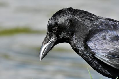 &iquest;Cuervo o conejo?: La fascinante ilusi&oacute;n &oacute;ptica que triunfa en redes sociales