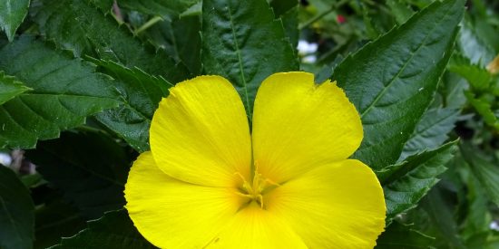 Esta es la infusi&oacute;n afrodis&iacute;aca que m&aacute;s utiliza la gente en todo el mundo para excitarse