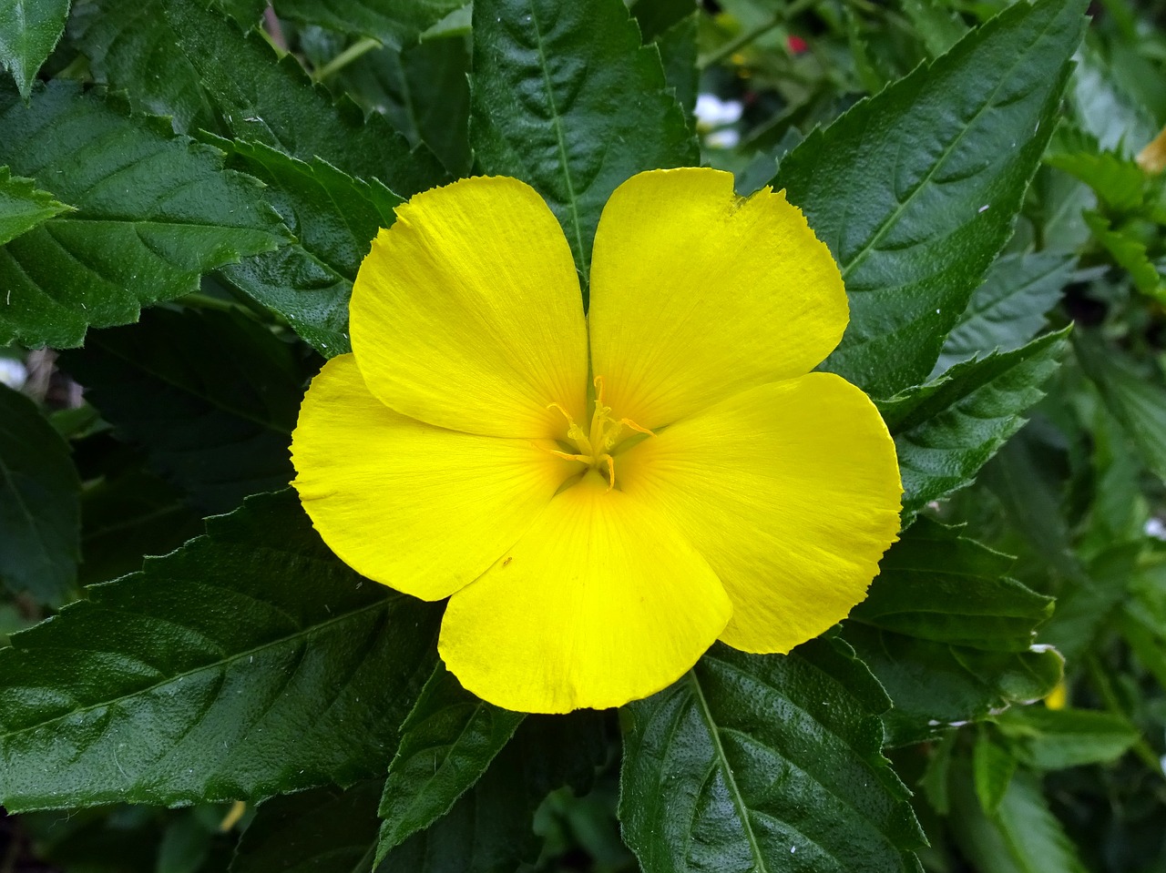 Damiana, Turnera diffusa