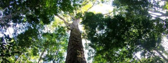 Descubren el &aacute;rbol m&aacute;s alto del Amazonas