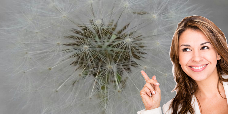 Si quieres depurar tu organismo tras las vacaciones lo mejor es el Diente de León