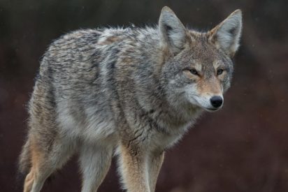 La ni&ntilde;a se libra de milagro de ser devorada por el coyote