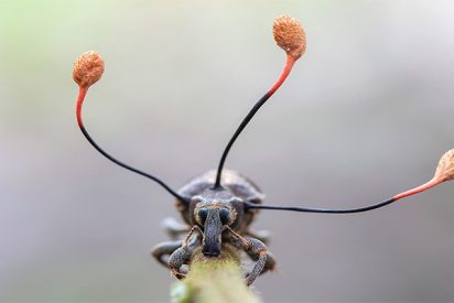 La escalofriante imagen de un 'hongo zombi' que toma el control total de un escarabajo en Per&uacute;