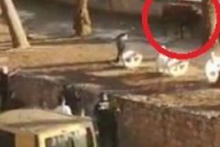 Este toro se fuga de la plaza en Valencia, hiere a una mujer y la Polic&iacute;a lo mata a balazos