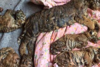 Fallecen 86 de los 147 tigres rescatados en 2016 del templo budista, famoso destino tur&iacute;stico que escond&iacute;a el horror