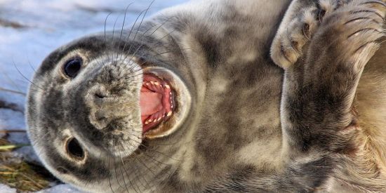 Chistes: el de la foca mirona y el del tipo de las croquetas