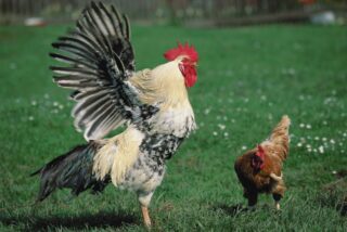 Chiste: el de la gallina ponedora, el huevo de medio kilo y el gallo cabreado
