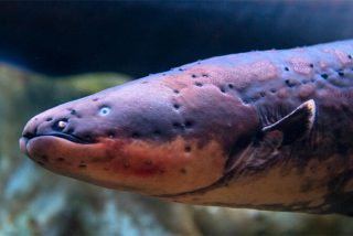 Descubren en el Amazonas la anguila el&eacute;ctrica que produce la mayor descarga del mundo: 860 voltios