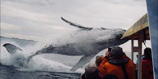 El impresionante salto de la ballena