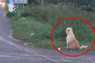 La emocionante historia del perro BonBon: se reencuentra con sus dueños tras esperar durante 4 años donde se perdió