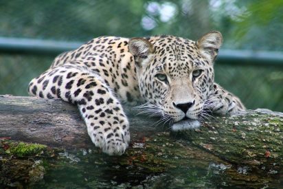 Leopardo: El tipo acaricia al felino, que en lugar de soltarle un bocado, ronronea de gusto