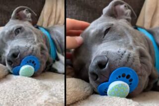 Viral: As&iacute; es el perro-beb&eacute;, el v&iacute;deo que arrasa en internet