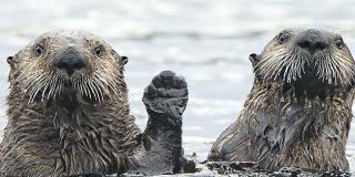Para re&iacute;rse un rato: Las 40 fotos m&aacute;s divertidas de la naturaleza salvaje