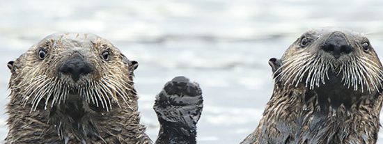Para re&iacute;rse un rato: Las 40 fotos m&aacute;s divertidas de la naturaleza salvaje