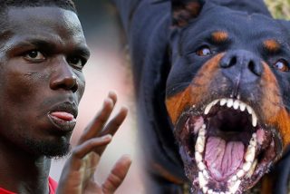 Pogba refuerza su seguridad personal con este feroz rottweiler de 17.000 euros