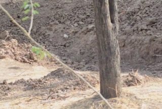 'Reto viral': ¿Eres capaz de encontrar el leopardo camuflado en esta foto?