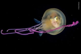 Aventuras gastron&oacute;micas: medusas