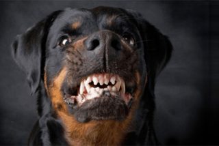 Muere un hombre de 47 a&ntilde;os atacado en su casa por su propio perro Rottweiler