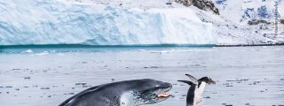 El instinto de la chita, la ferocidad del hipop&oacute;tamo, el hambre de la foca, la agon&iacute;a de la tortuga...