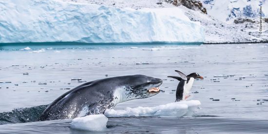 El instinto de la chita, la ferocidad del hipop&oacute;tamo, el hambre de la foca, la agon&iacute;a de la tortuga...