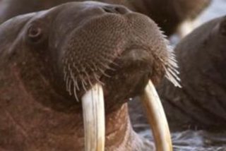 Una morsa cabreada ataca y hunde el bote de una expedici&oacute;n cient&iacute;fica rusa en el &Aacute;rtico