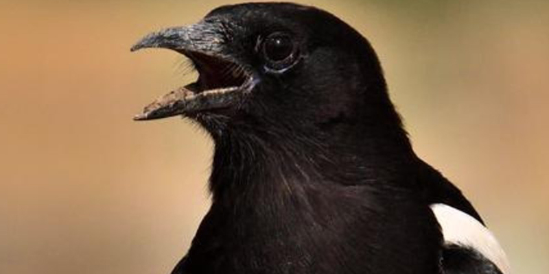 Una urraca ataca y mata a un ciclista en Australia