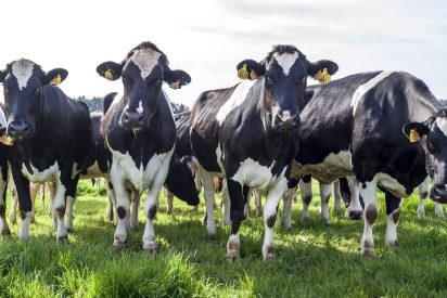 V&iacute;deo Viral: la acordeoncista de Hamelin y el reba&ntilde;o de vacas