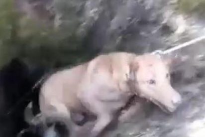 Vídeo Viral: El impresionante rescate de los bomberos a dos perros atrapados en un pozo