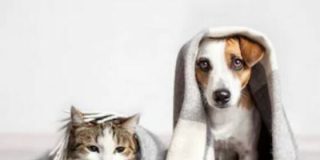 Spotify: ahora tu mascota tambi&eacute;n tendr&aacute; una playlist