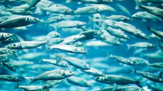 Propiedades de la caballa