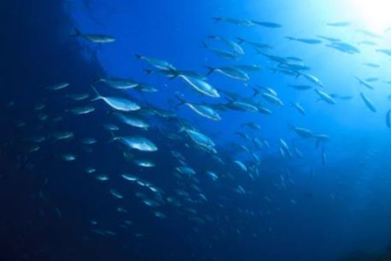 Propiedades de la caballa