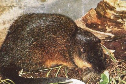 &iquest;Sab&iacute;as que las ratas de agua australianas han aprendido a cortar con precisi&oacute;n "quir&uacute;rgica" para alimentarse de sapos venenosos ?