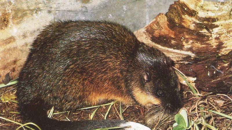 ¿Sabías que las ratas de agua australianas han aprendido a cortar con precisión "quirúrgica" para alimentarse de sapos venenosos ?