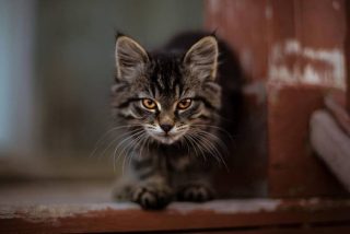 As&iacute; es el nuevo reto viral: la fren&eacute;tica b&uacute;squeda de un gato escondido entre palomas en menos de 18 segundos